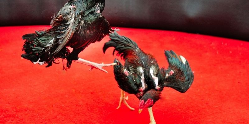 Đá Gà Thomo Trực Tiếp - Bật Mí Mẹo Cược Hay Tại 8XX - Janopi Đá Gà Thomo Trực Tiếp - Bật Mí Mẹo Cược Hay Tại 8XX - Janopi